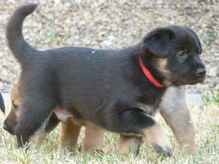 chinook dog